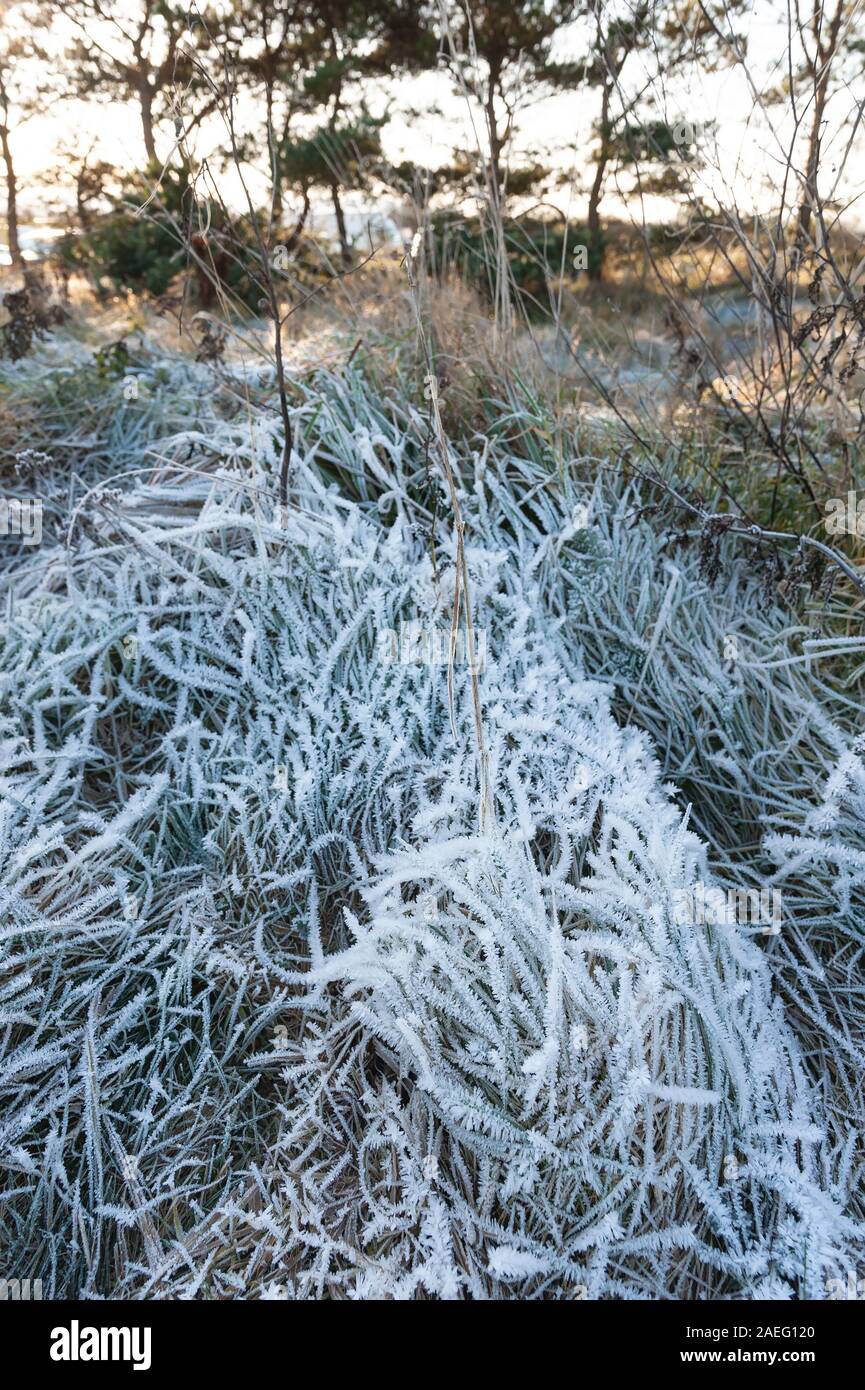 Thick frost on grass at John Muir Country Park, Dunbar, Scotland. Stock Photo