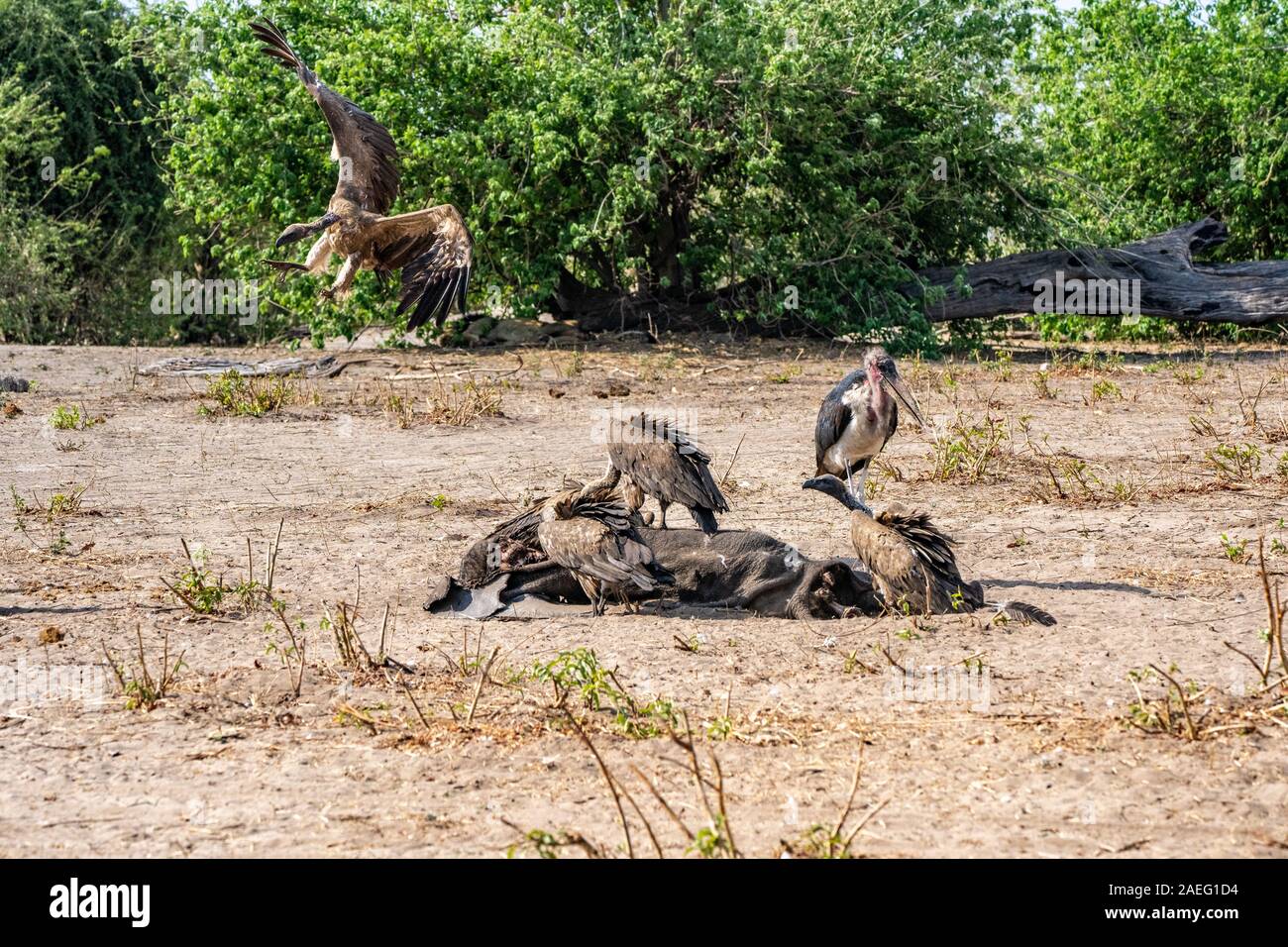 A carcass of a dead elephant is eaten by white-backed vultures (Gyps africanus) and marabou storks (Leptoptilos crumenigerus). Photographed at Hwange Stock Photo