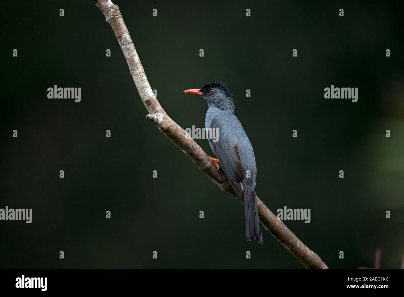 Square tailed bulbul hires stock photography and images Alamy
