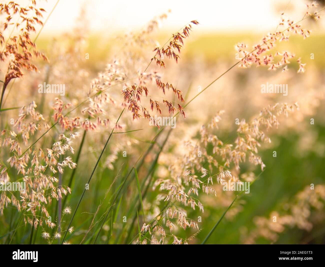Melinis repens, Natal Redtop flower , blurry and soft focus under