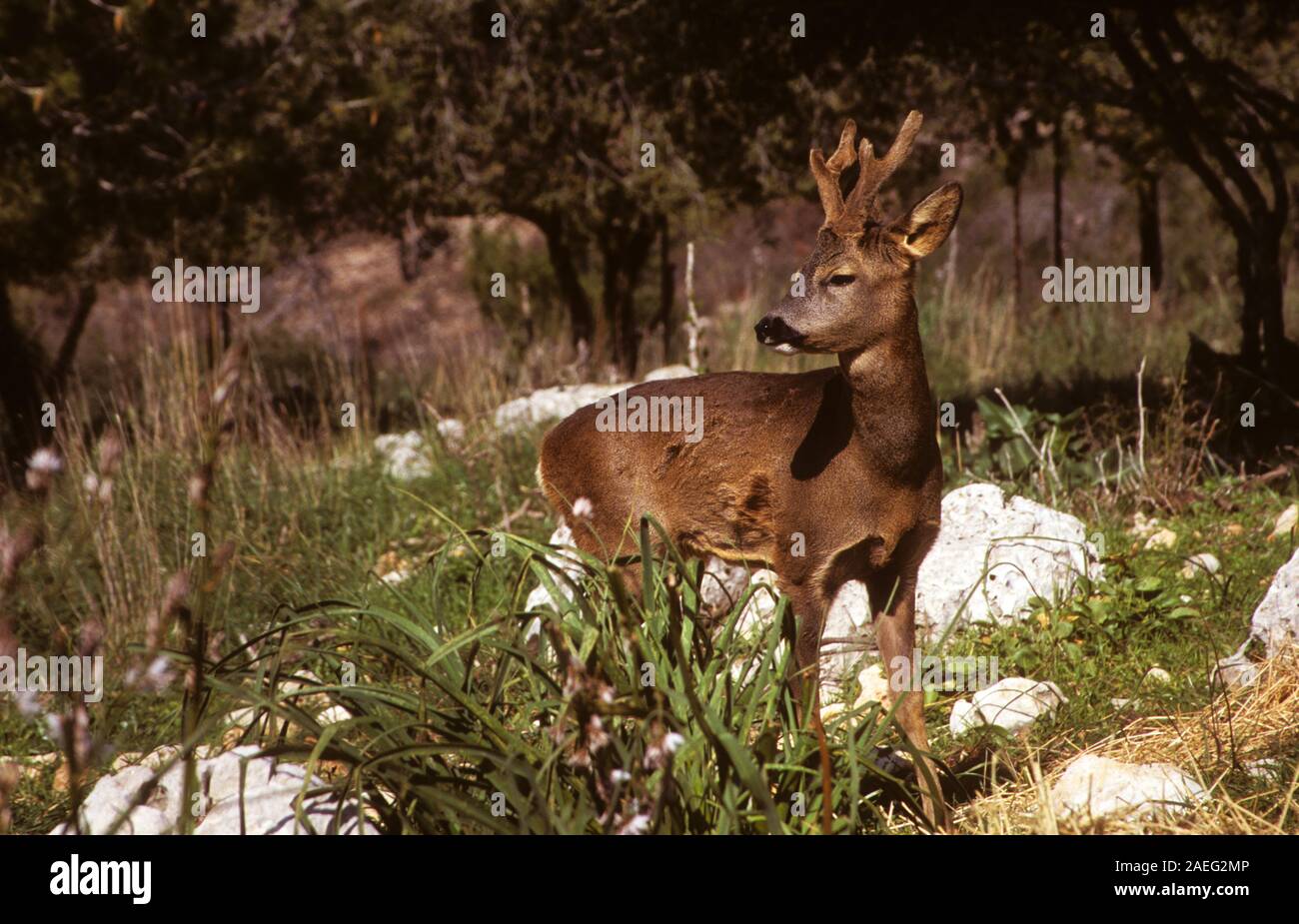 European Roe Deer (Capreolus capreolus) Reintroduced to the Carmel Mountain National Park in 1998. Israel, Carmel Mountain, Stock Photo