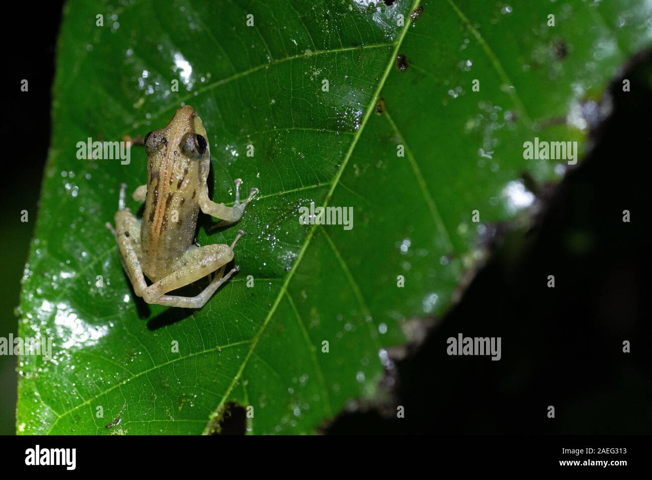 Tiny frog on a leaf in the Costa Rican Rainforest Stock Photo