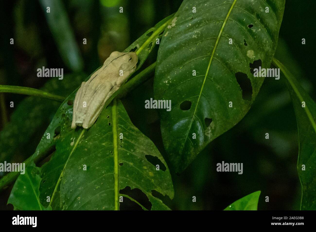 Hypsiboas rosenbergi (common names: Rosenberg's treefrog, Rosenberg's gladiator frog, or Rosenberg's gladiator treefrog) is a species of frog in the f Stock Photo
