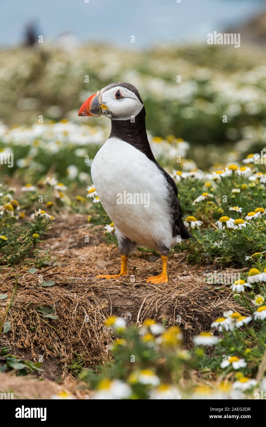 Puffins on Skomer Island in Cardigan Bay West Wales Stock Photo