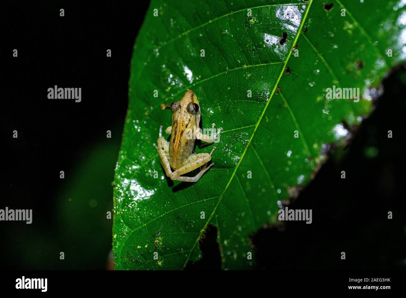 Tiny frog on a leaf in the Costa Rican Rainforest Stock Photo