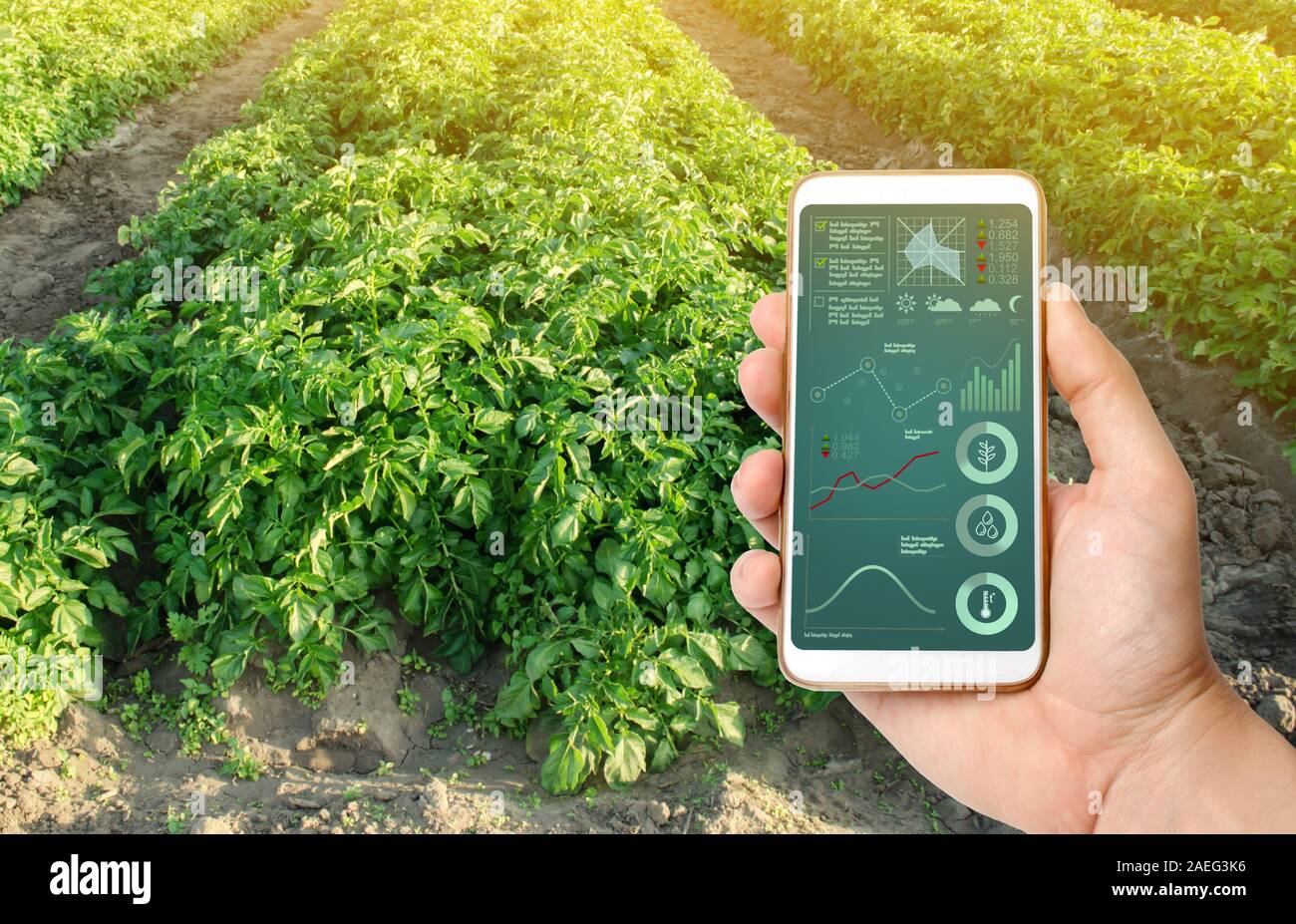 Farmer hold a smartphone on a background of a potato plantation. Smart ...