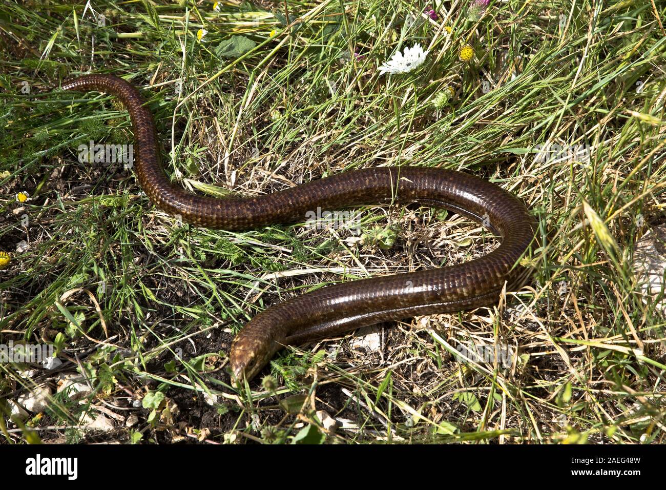 The sheltopusik (Pseudopus apodus), also commonly called Pallas's glass lizard or the European legless lizard, is a species of large glass lizard foun Stock Photo