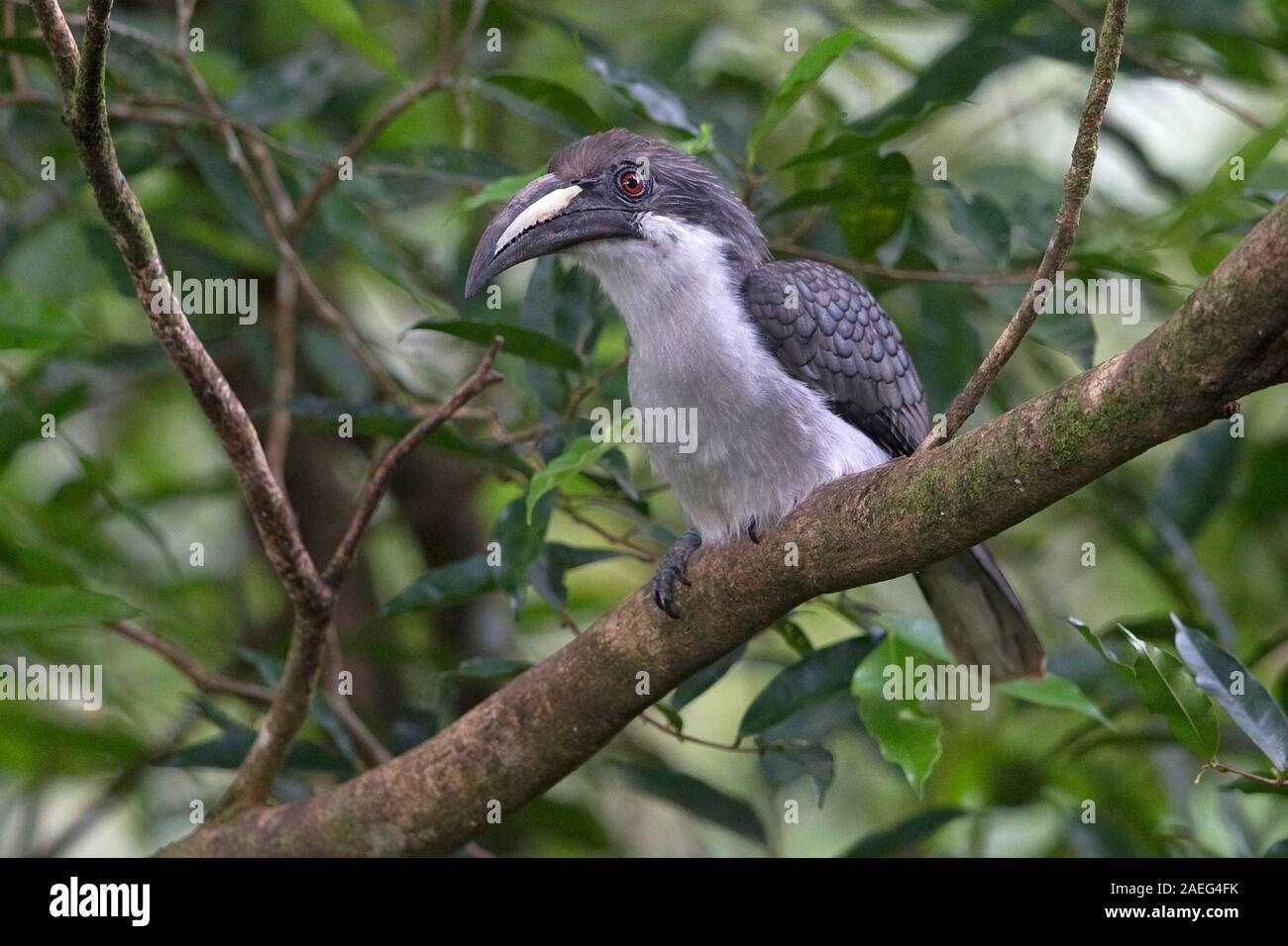 Sri Lanka Grey Hornbill (Ocyceros gingalensis) Stock Photo