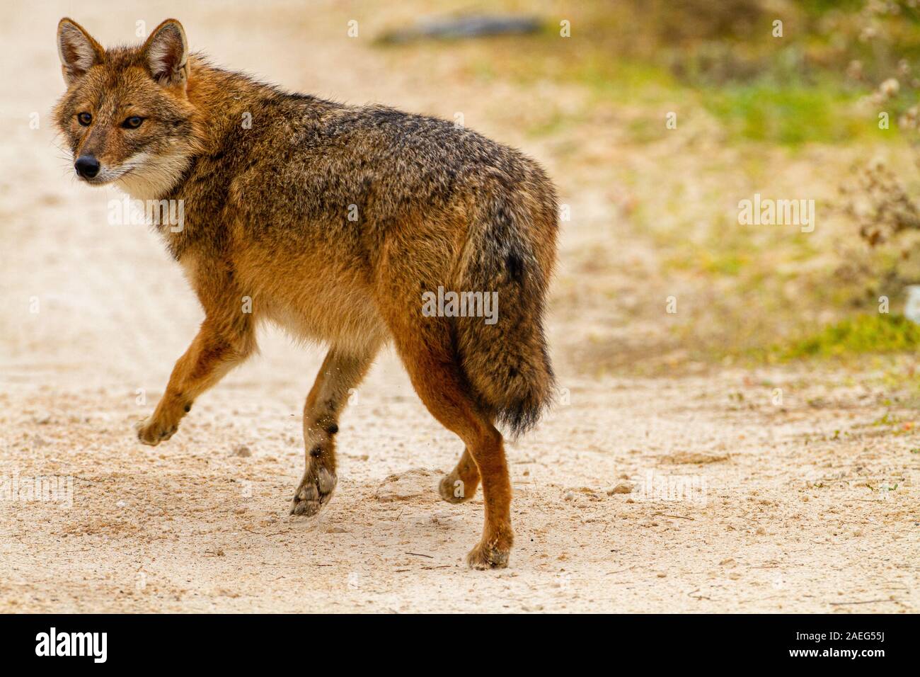 Golden Jackal (Canis aureus), also called the Asiatic, Oriental or Common Jackal. Photographed in Israel Stock Photo