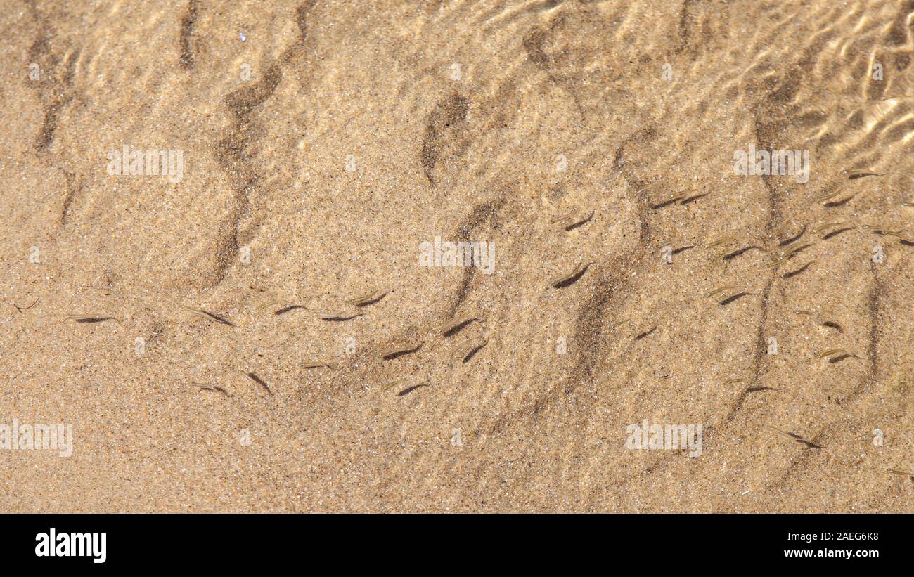 Small fishes swimming in shallow sea water over a sandy seabed Stock Photo