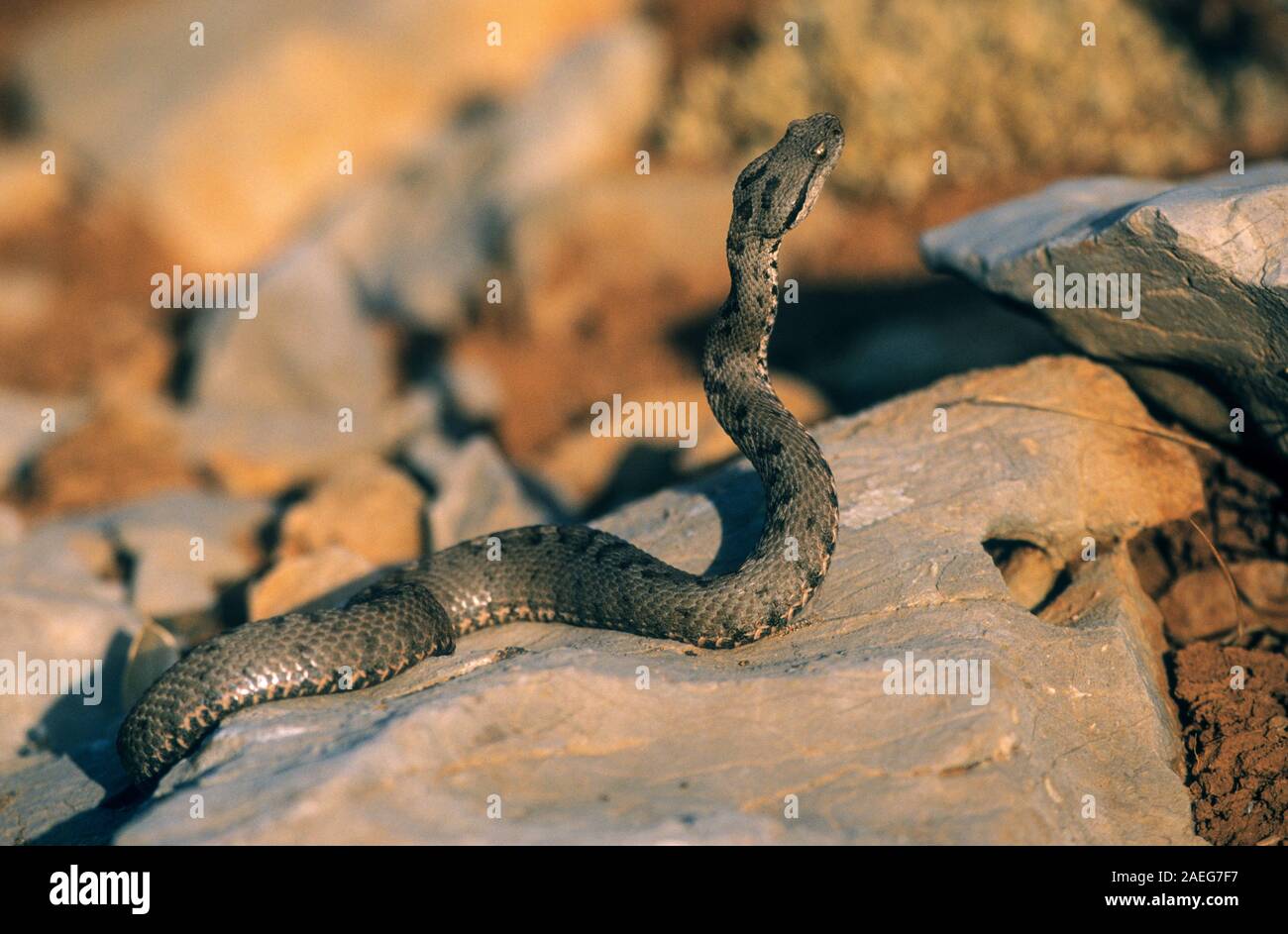 The Lebanon viper (Montivipera bornmuelleri) is a venomous viper species found in Lebanon, Jordan, Israel, and Syria. Photographed in Israel Stock Photo