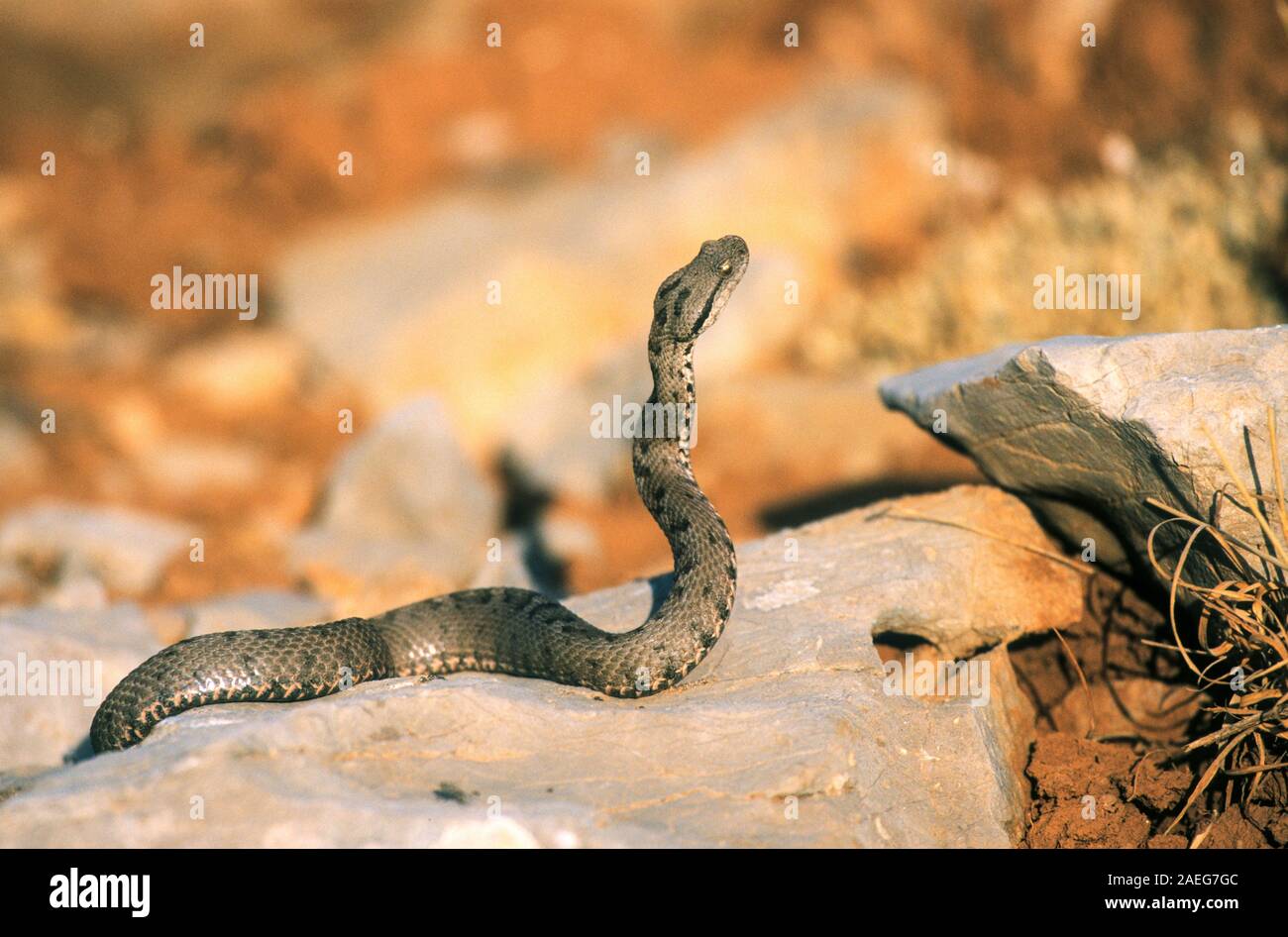 The Lebanon viper (Montivipera bornmuelleri) is a venomous viper species found in Lebanon, Jordan, Israel, and Syria. . Photographed in Israel Stock Photo