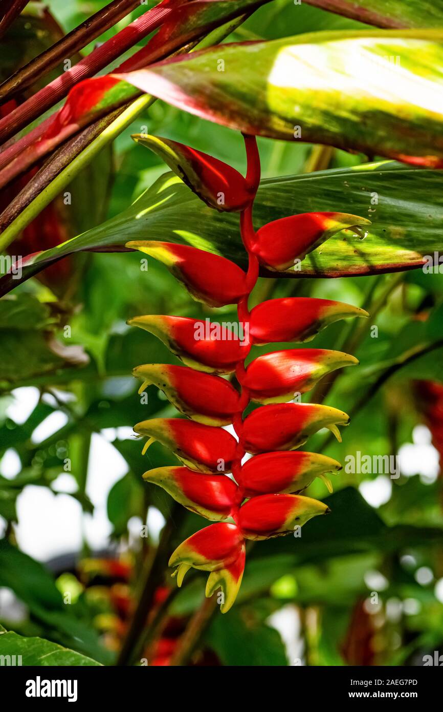 Heliconia rostrata (also known as hanging lobster claw or false bird of paradise) is an herbaceous perennial native to Peru, Bolivia, Colombia, Costa Stock Photo