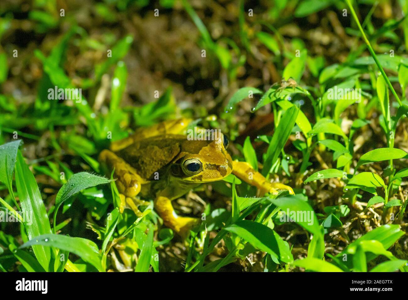masked frog or masked rock frog (Litoria personata) is a species of frog in the family Hylidae,  Its natural habitats are subtropical or tropical dry Stock Photo