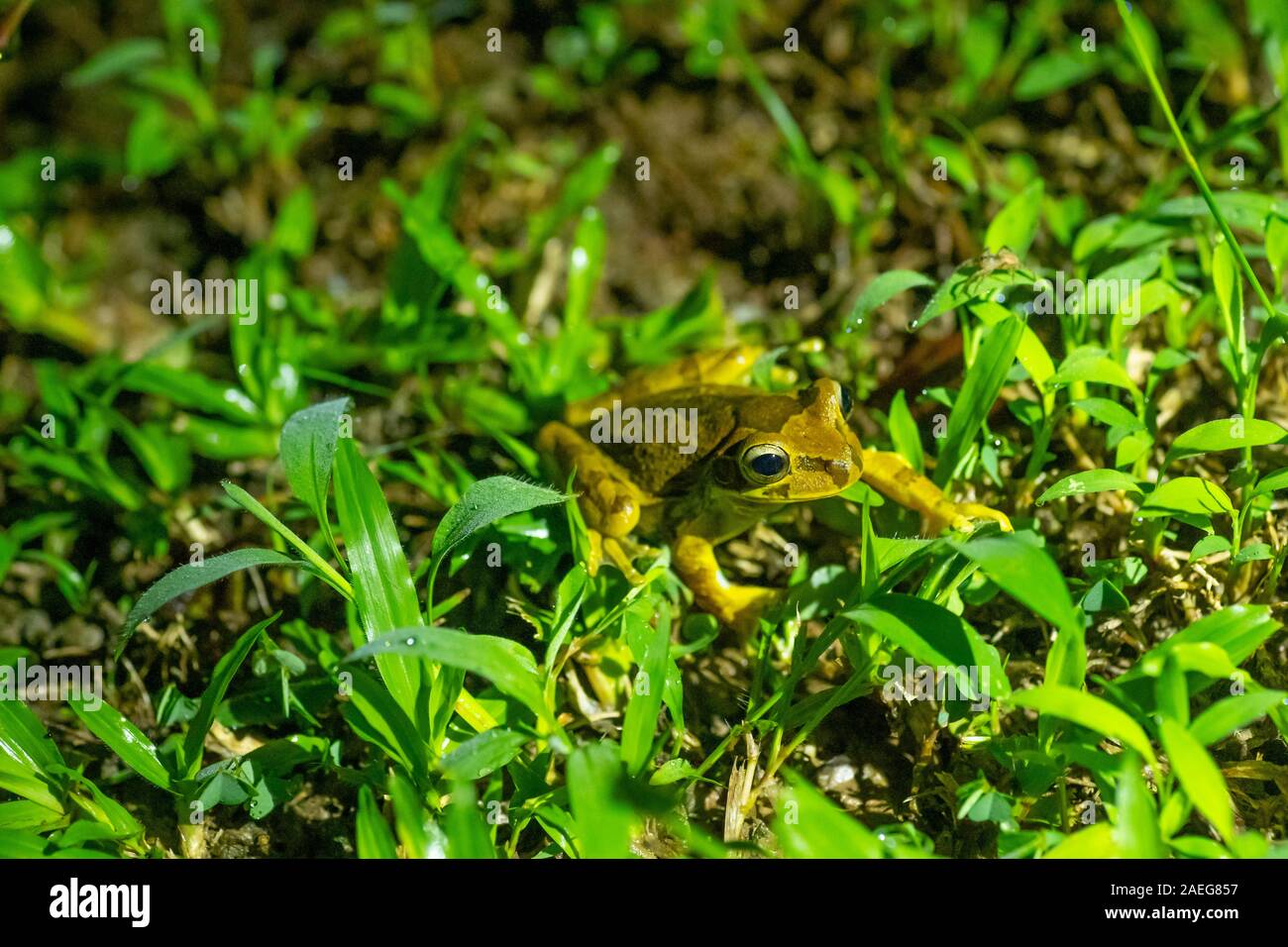 masked frog or masked rock frog (Litoria personata) is a species of frog in the family Hylidae,  Its natural habitats are subtropical or tropical dry Stock Photo