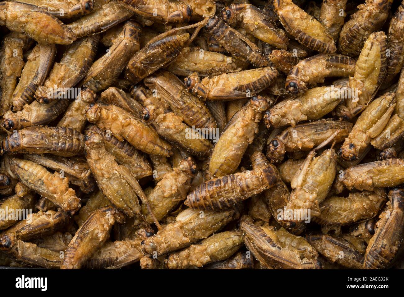 Crispy salted small crickets for a snack full frame Stock Photo