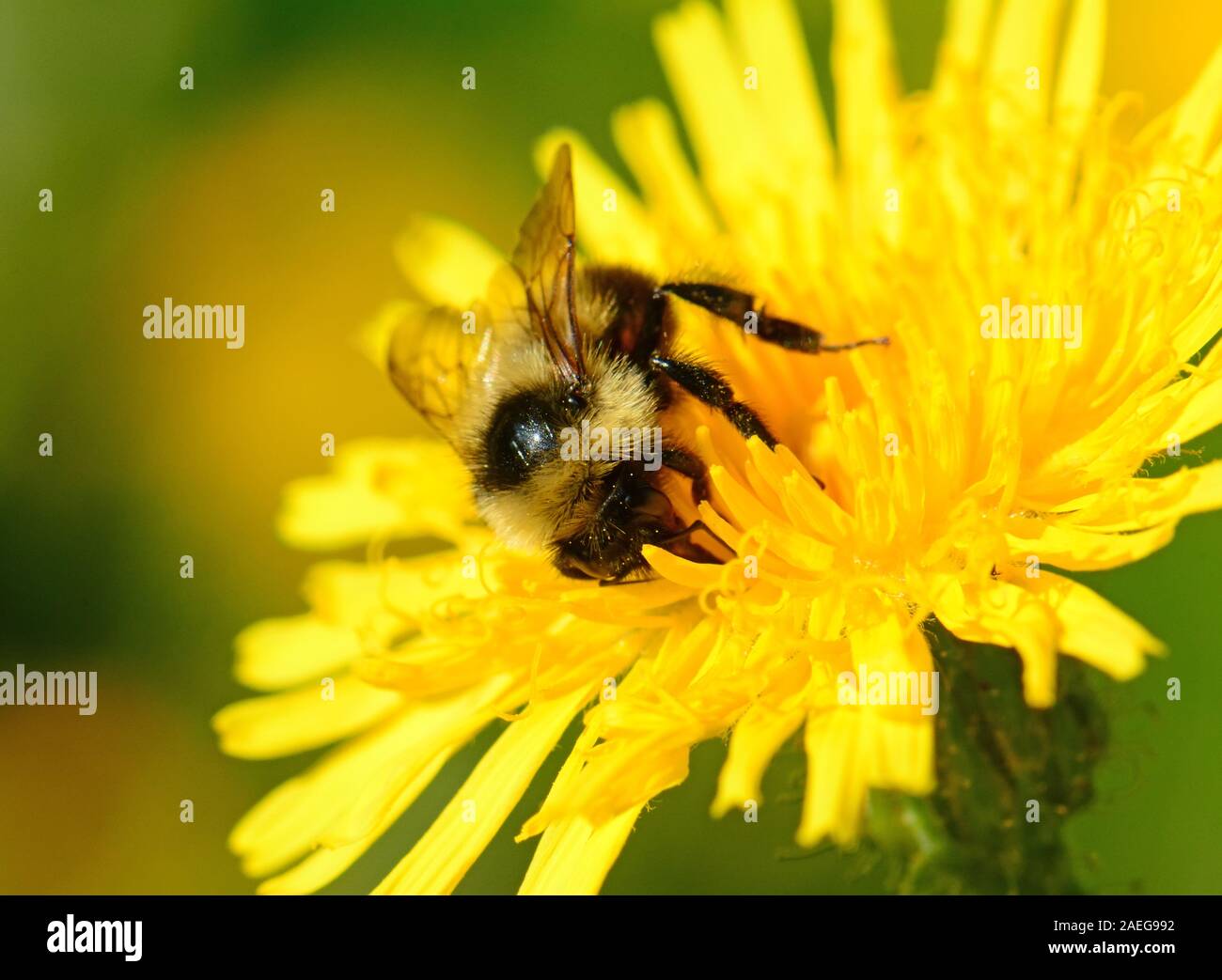 bumble bee on yellow flower Stock Photo