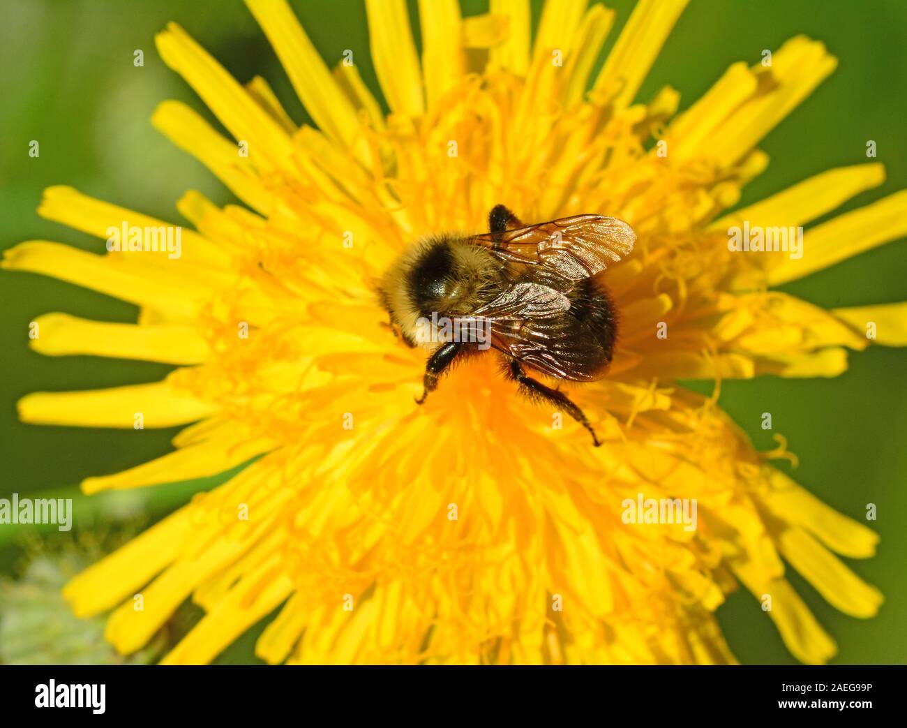 bumble bee on yellow flower Stock Photo