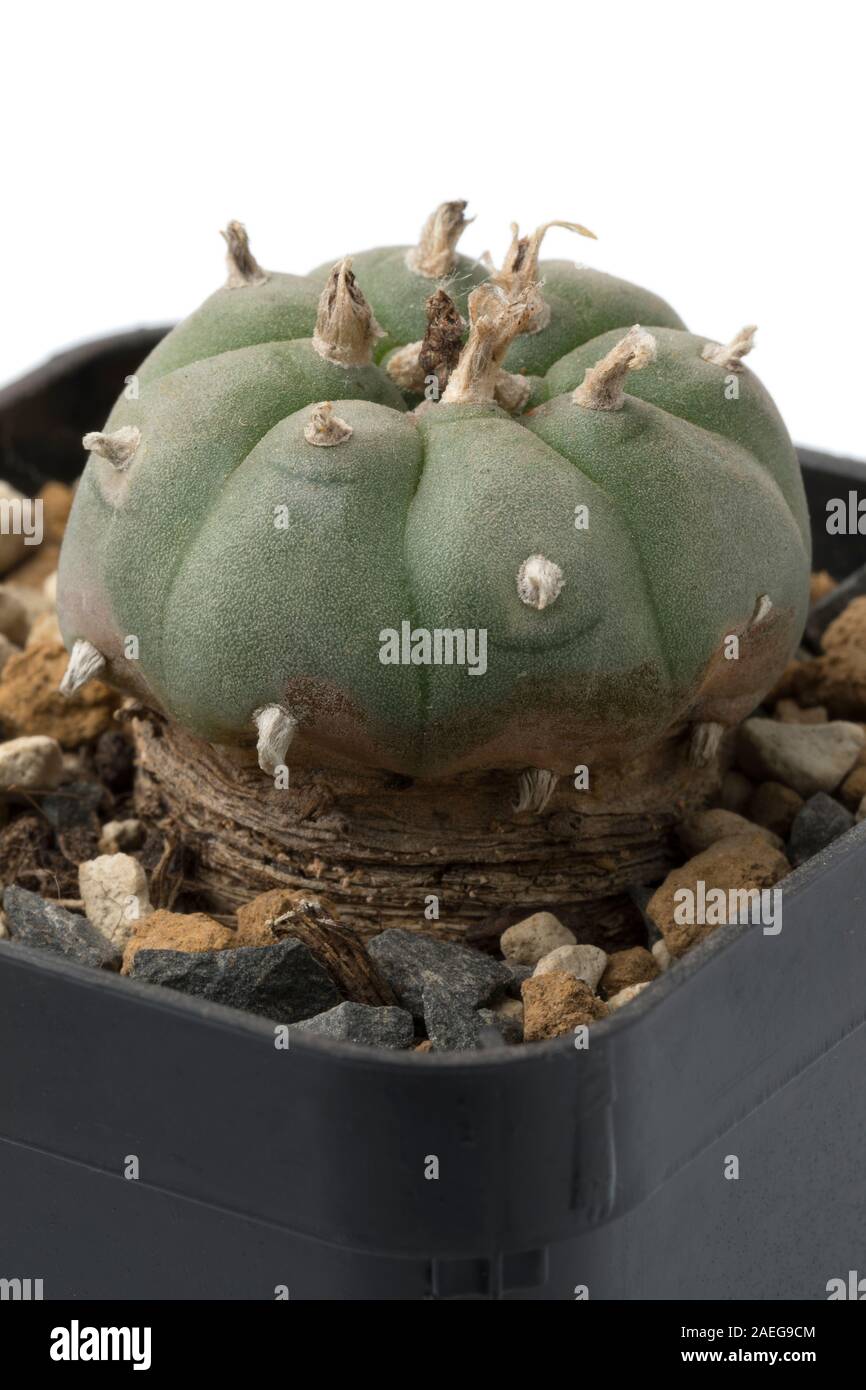 Peyote cactus Lophophora williamsii in a pot used as a hallucinogen by the Native Americans and recreational drug user close up Stock Photo