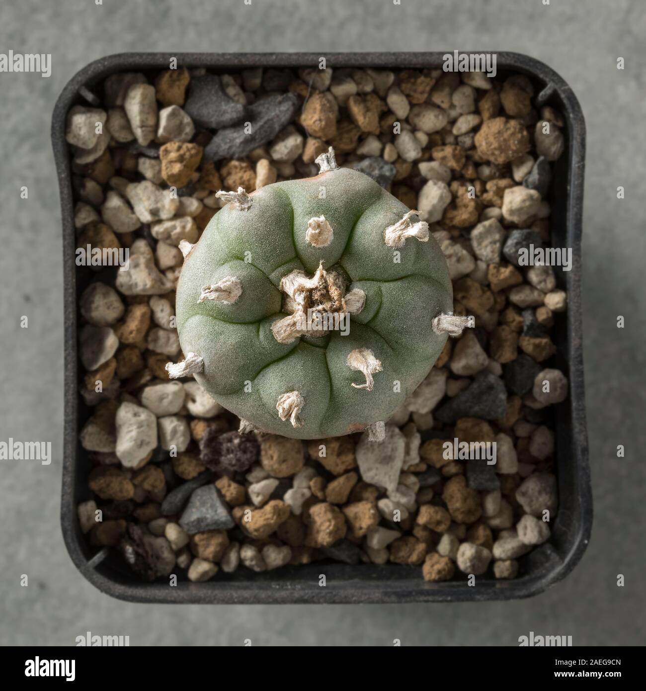 Peyote cactus Lophophora williamsii in a pot used as a hallucinogen by the Native Americans and recreational drug userseen from above Stock Photo