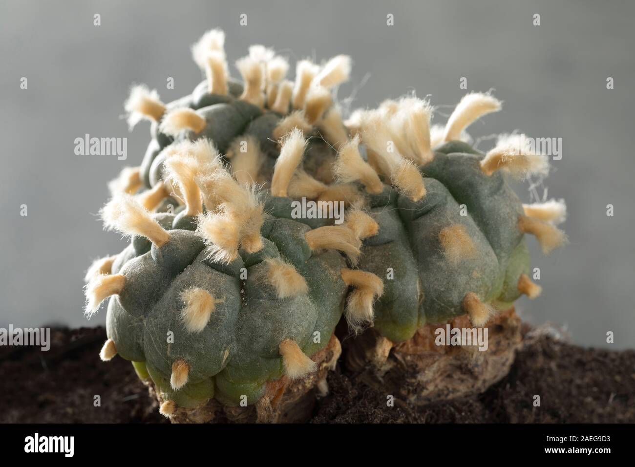Old, rare and big three headed lophophora williamsii, Peyote, with tufts of whool close up Stock Photo