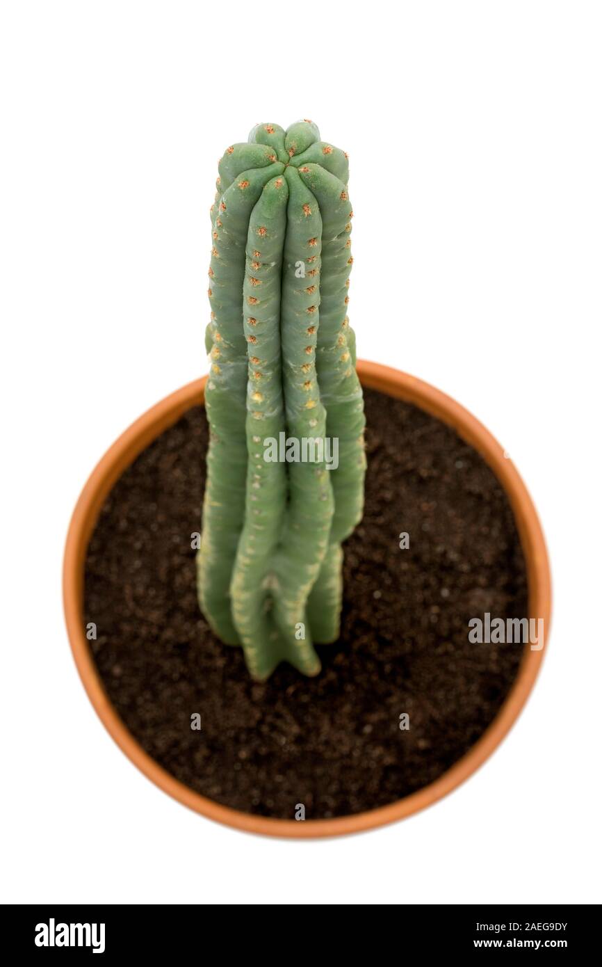 San Pedro cactus in a pot on white background seen from above Stock Photo