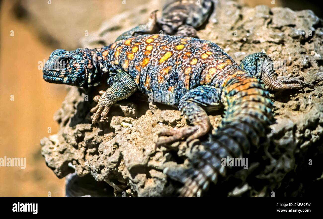 Male Ornate Mastigure (Uromastyx ornata) is one of the most colorful members of the genus in Israel, with lengths of up to 37 cm. Ornate Mastigure can Stock Photo