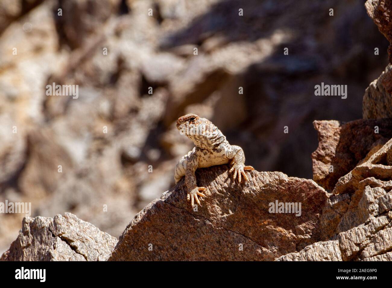 Female Ornate Mastigure (Uromastyx ornata) is one of the most colorful members of the genus in Israel, with lengths of up to 37 cm. Ornate Mastigure c Stock Photo