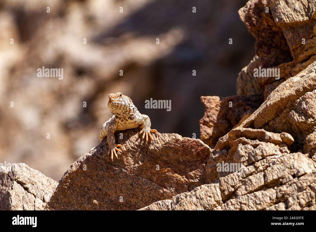 Female Ornate Mastigure (Uromastyx ornata) is one of the most colorful members of the genus in Israel, with lengths of up to 37 cm. Ornate Mastigure c Stock Photo