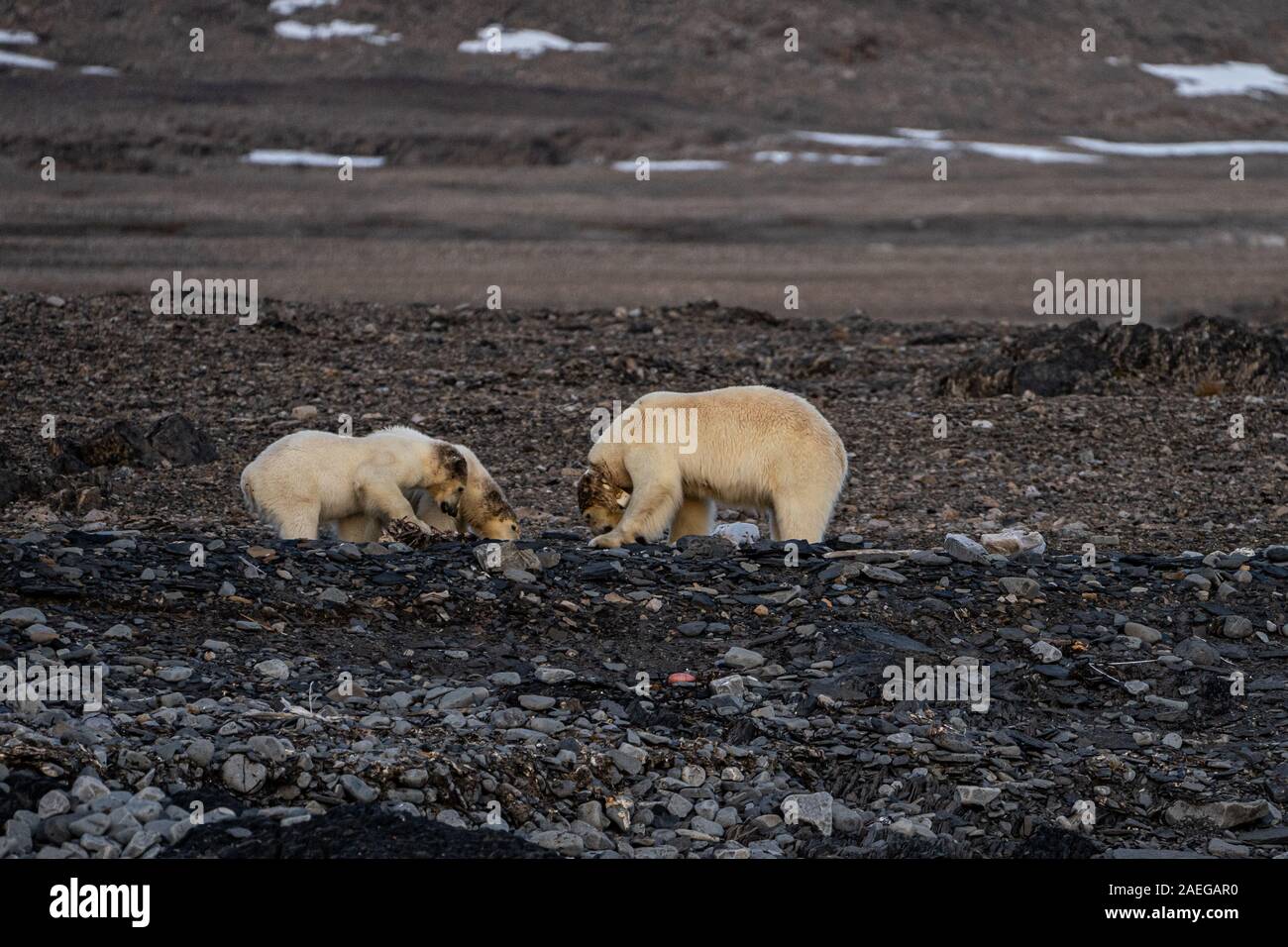 Polar bears family hi-res stock photography and images - Alamy
