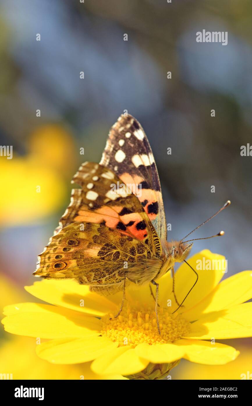 Painted lady butterfly  feeding on nectar Stock Photo