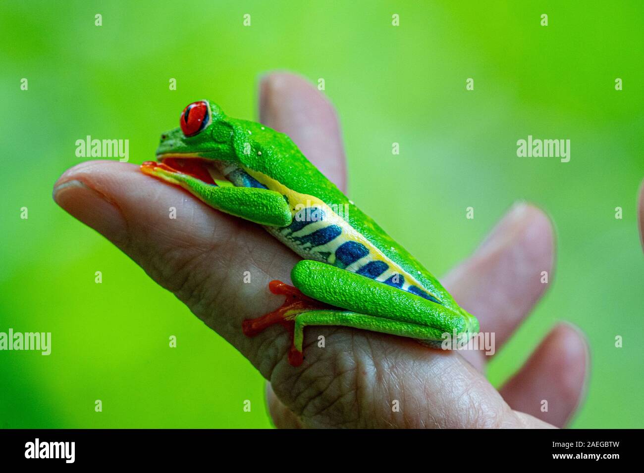Woman holds a Red-eyed Treefrog (Agalychnis callidryas) on the palm of her hand in Costa Rica rainforest. This frog is found in the tropical rainfores Stock Photo