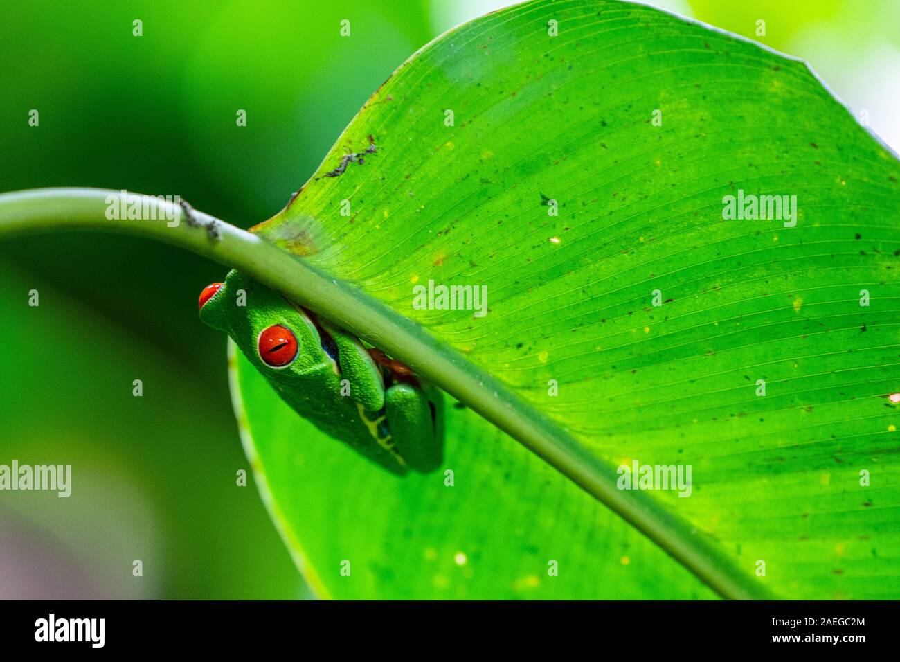 Red-eyed Treefrog (Agalychnis callidryas) in Costa Rica rainforest. This frog is found in the tropical rainforests of central America, where it lives Stock Photo