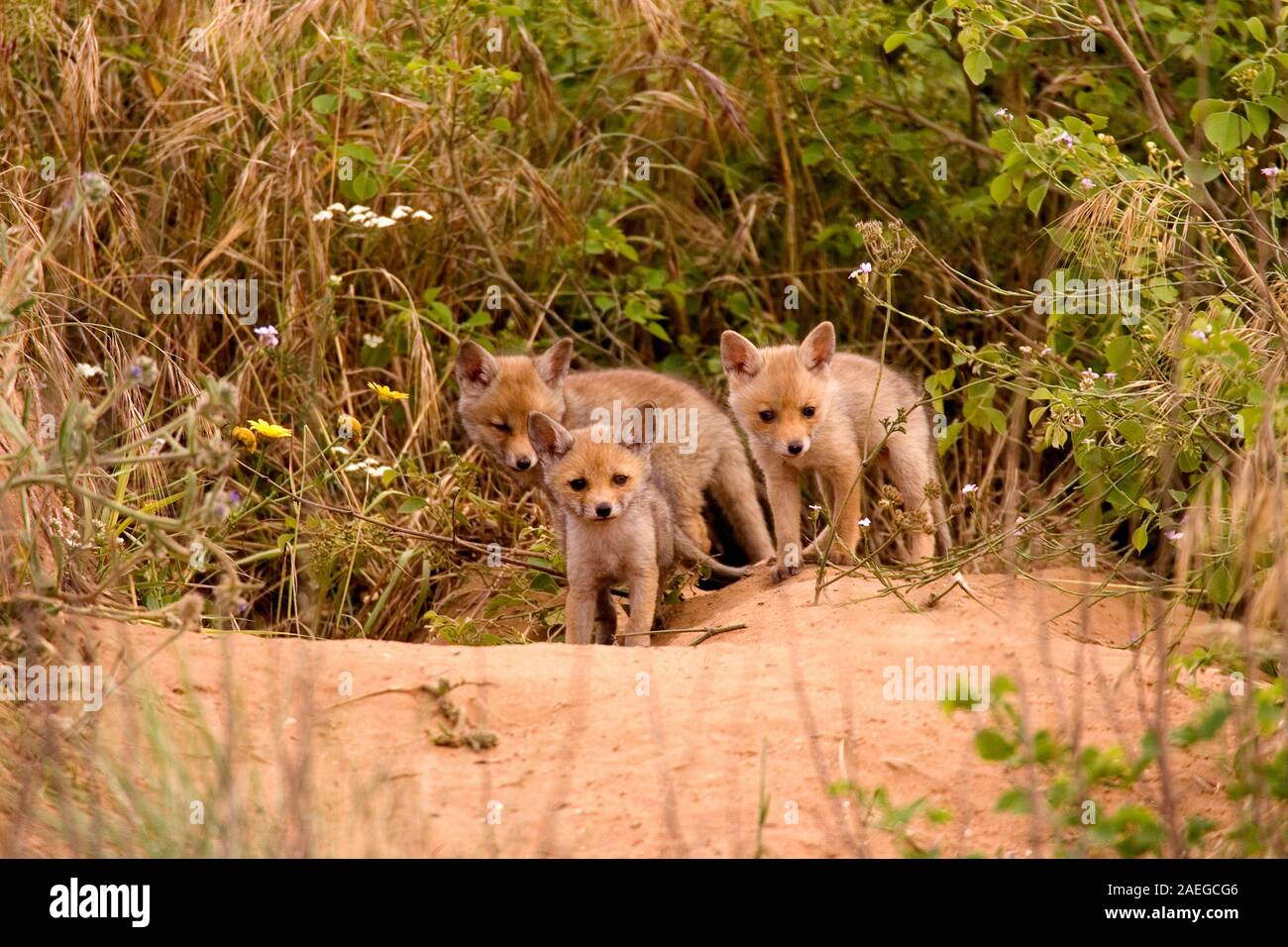 Red Fox (Vulpes vulpes). The Red Fox is the largest of the true foxes ...
