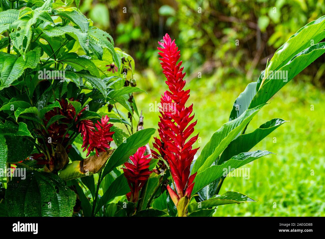 Red ginger flower (Alpinia purpurata). Photographed in Costa Rica in June Stock Photo