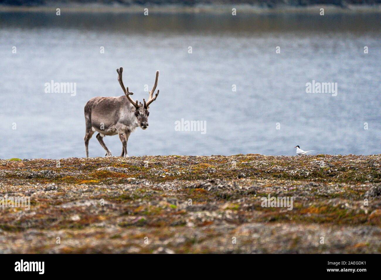 A male Svalbard Reindeer (rangifer tarandus platyrhynchus) on the tundra in summer with his antlers still in velvet. This herbivorous mammal is the sm Stock Photo