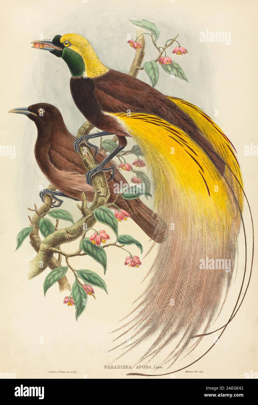 John Gould and W Hart, Bird of Paradise (Paradisea apoda), published 1875-1888 Bird of Paradise (Paradisea apoda); published 1875-1888 Stock Photo