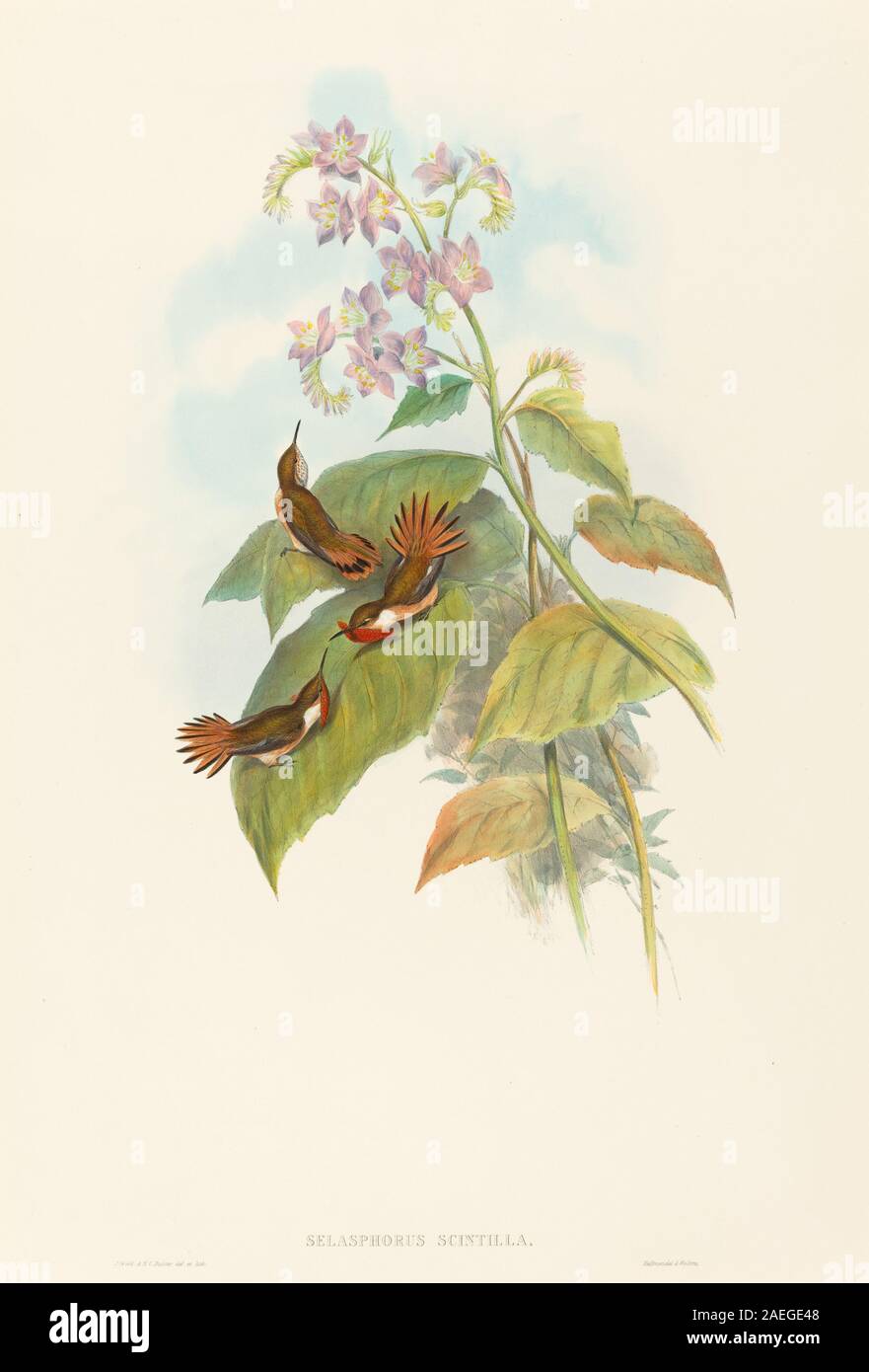 Hummingbird anatomy hi-res stock photography and images - Alamy, image size:881x1390