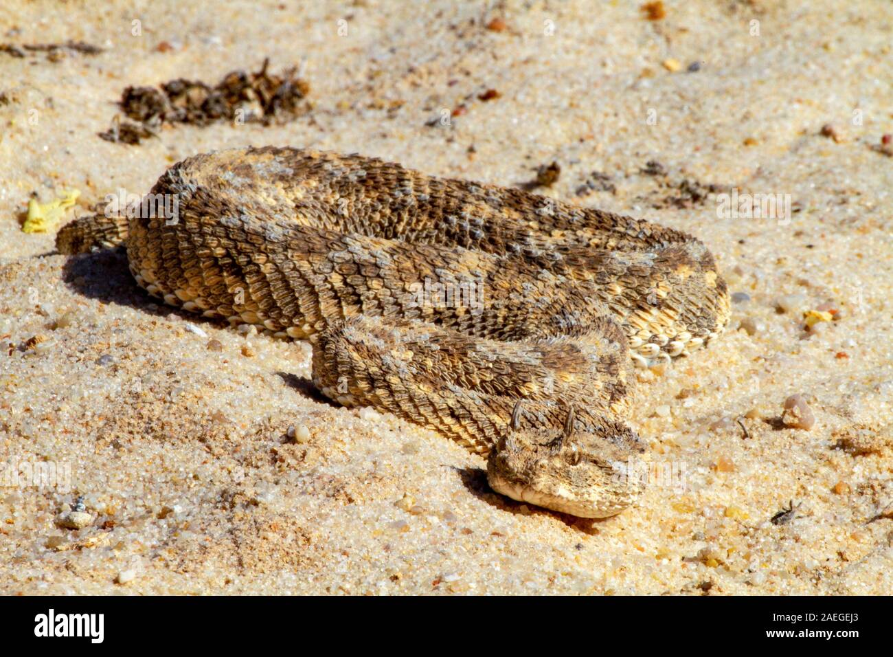 Cerastes cerastes is a venomous viper species native to the deserts of Northern Africa and parts of the Middle East. They often are easily recognized Stock Photo