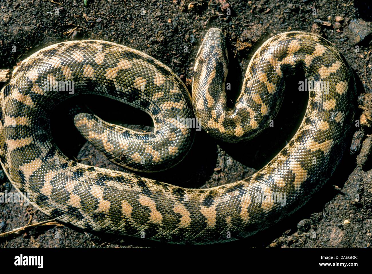 Brown sand boa hi-res stock photography and images - Alamy