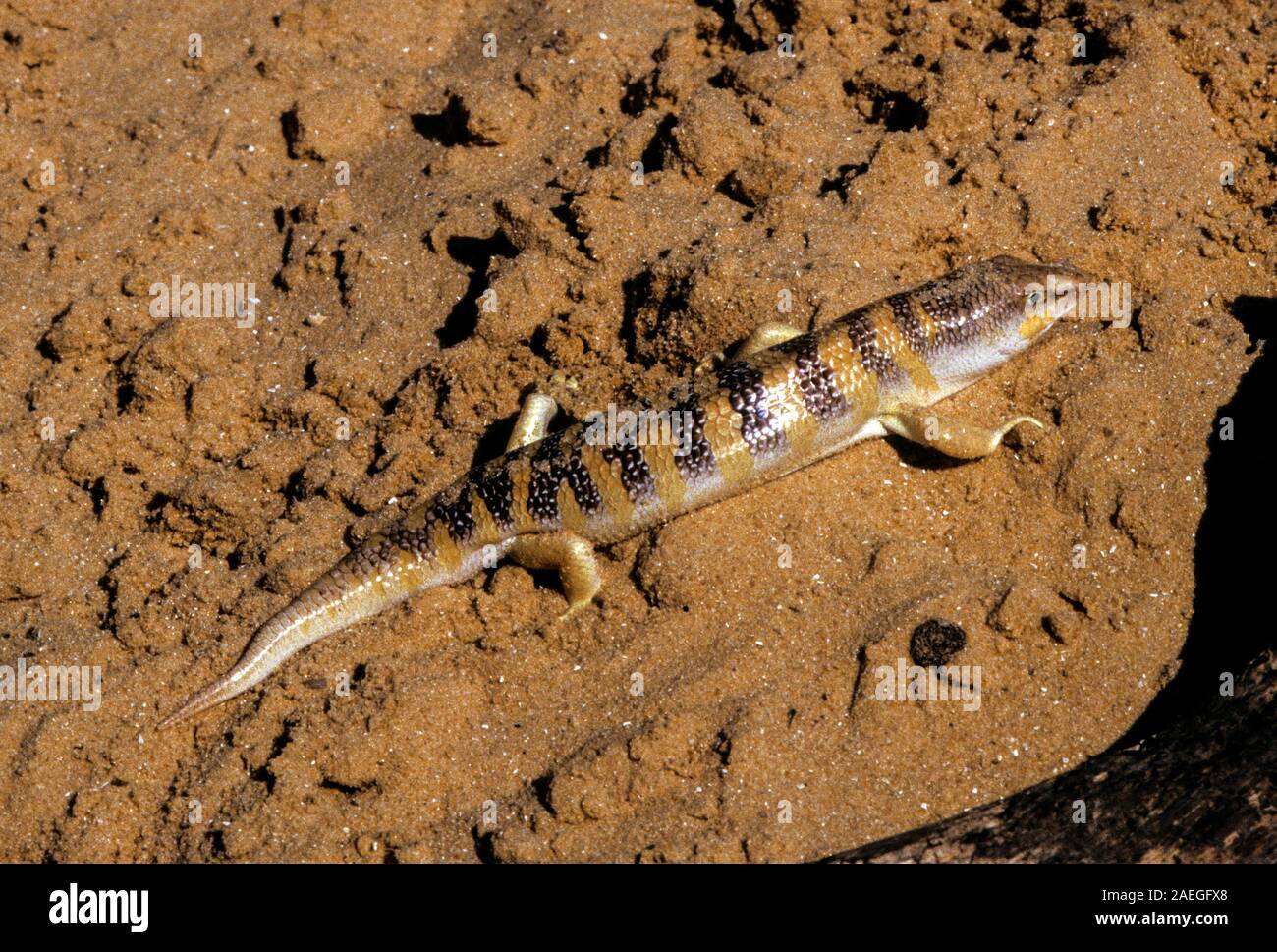 Sandfish (Scincus scincus) is a species of skink that burrows into the sand and swims through it. It is native to north Africa and southwestern Asia. Stock Photo
