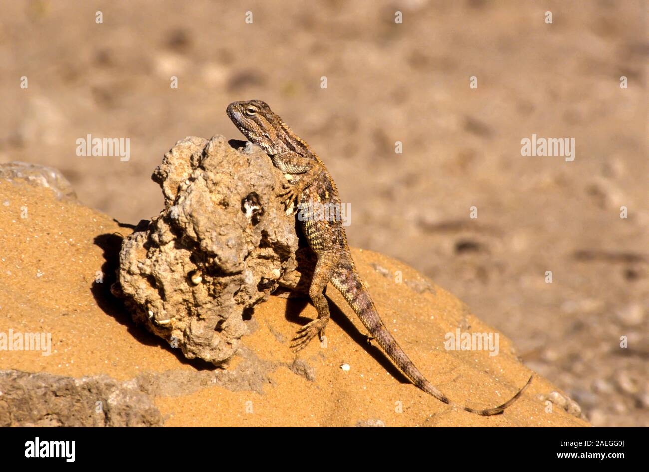 Savigny's agama (Trapelus savignii) is a species of lizard in the family Agamidae. It is found in Egypt, Israel, and the Palestinian territories. Phot Stock Photo
