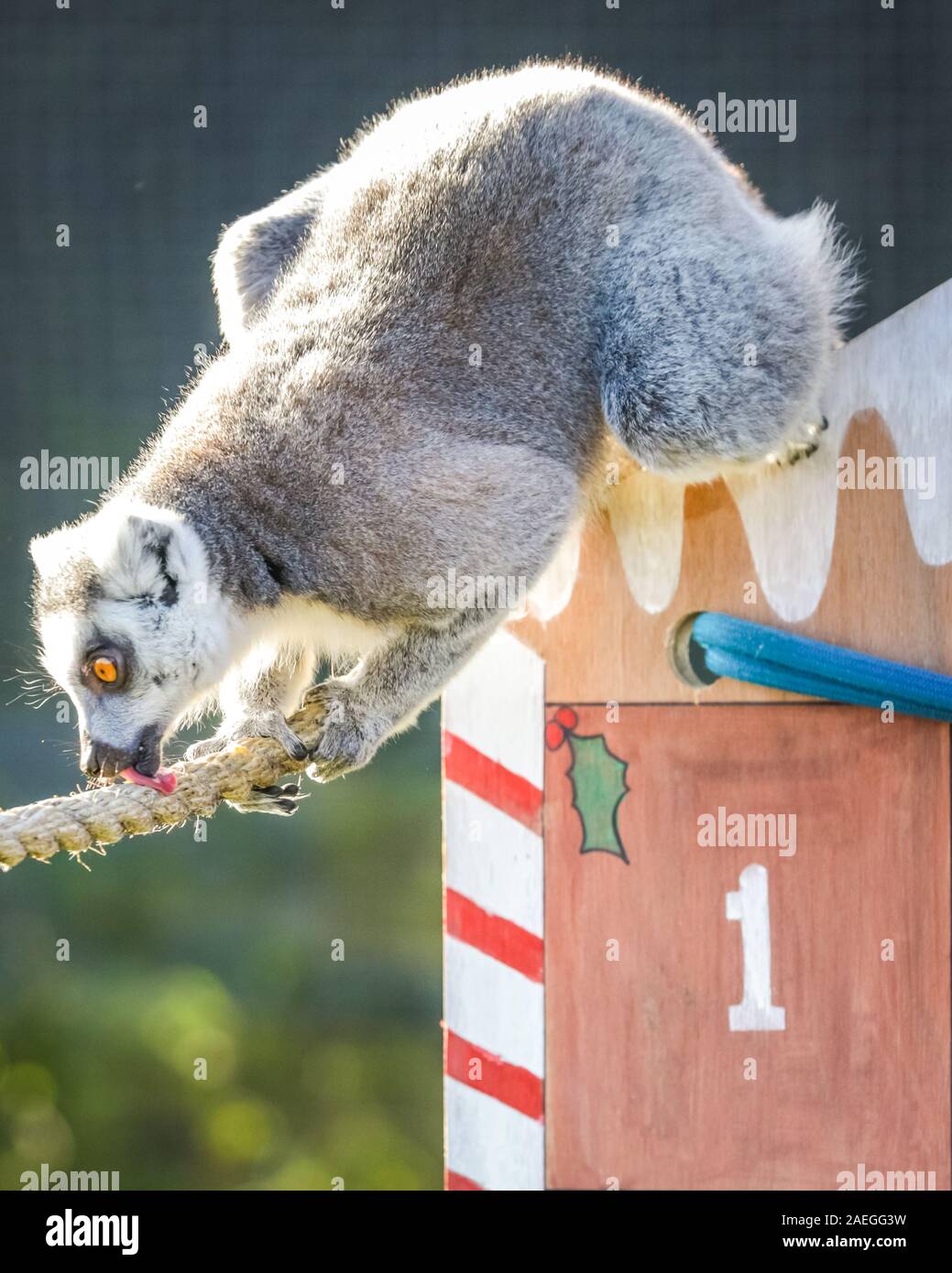 ZSL Whipsnade Zoo, UK, 09th Dec 2019. The Zoo’s mischievous troop of ring-tailed lemurs find a new climbing frame in their home, in the form of an oversized advent calendar with veg-filled windows. Lemurs, rhinos, lions and pygmy goats all wake up to a festive surprise as keepers prepare to celebrate Christmas with the animals at ZSL Whipsnade Zoo. Credit: Imageplotter/Alamy Live News Stock Photo