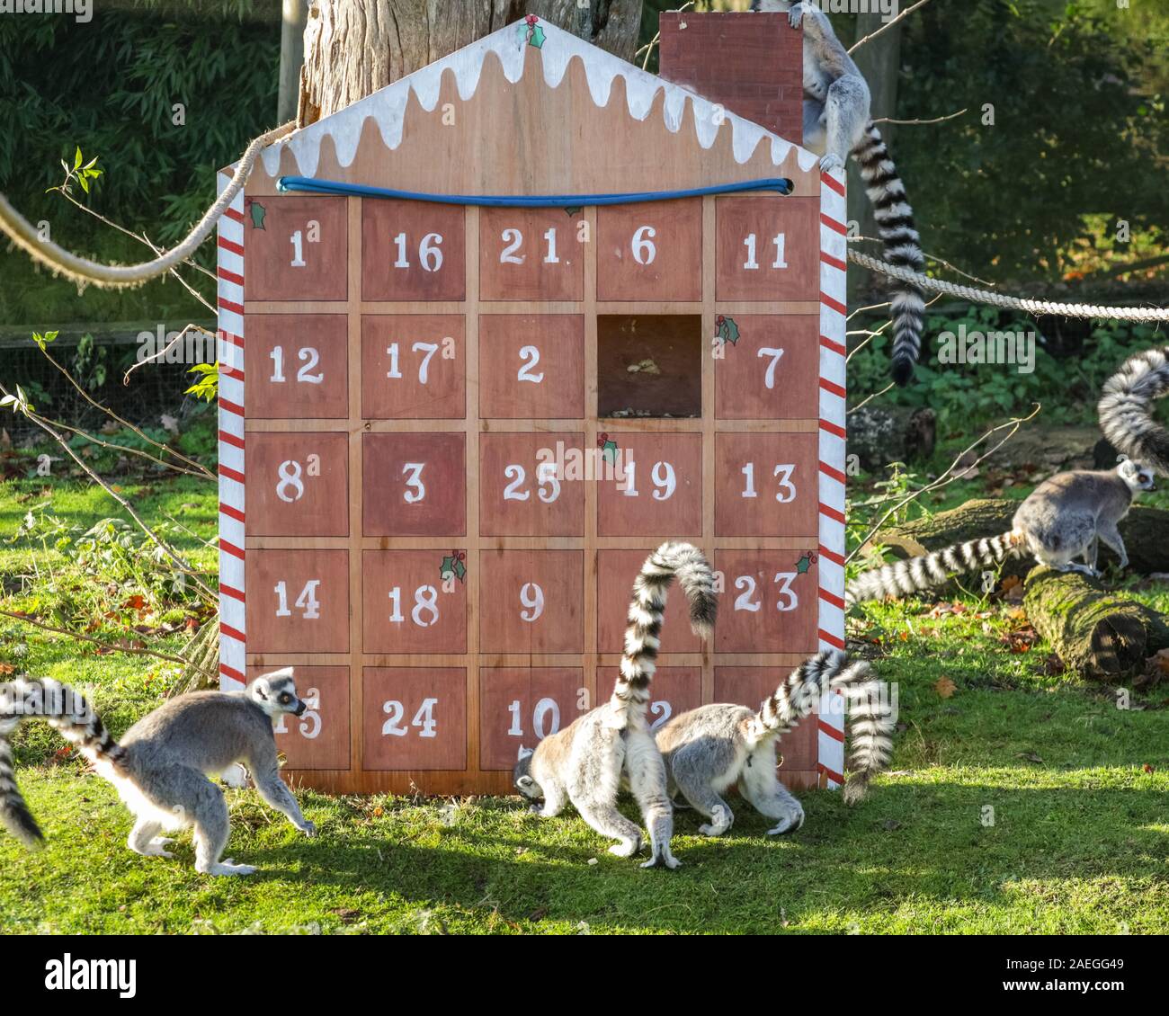 Lemurs at whipsnade zoo hires stock photography and images Alamy