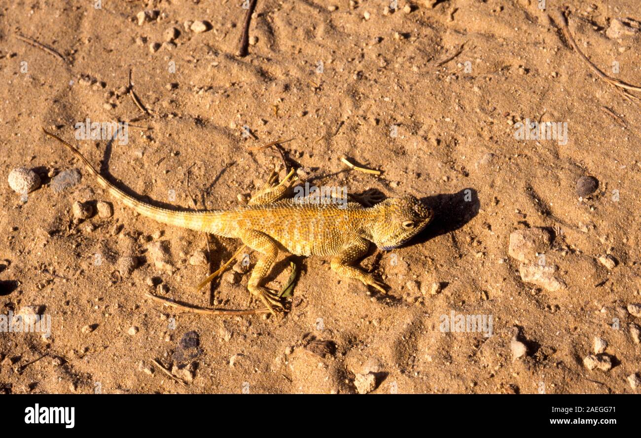 Savigny's agama (Trapelus savignii) is a species of lizard in the family Agamidae. It is found in Egypt, Israel, and the Palestinian territories. Phot Stock Photo