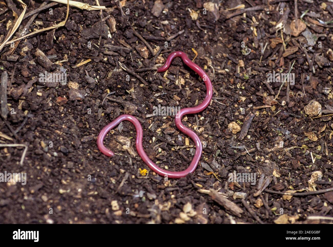 Letheobia simonii is a blind snake species endemic to the Middle East. Photographed in Israel Stock Photo