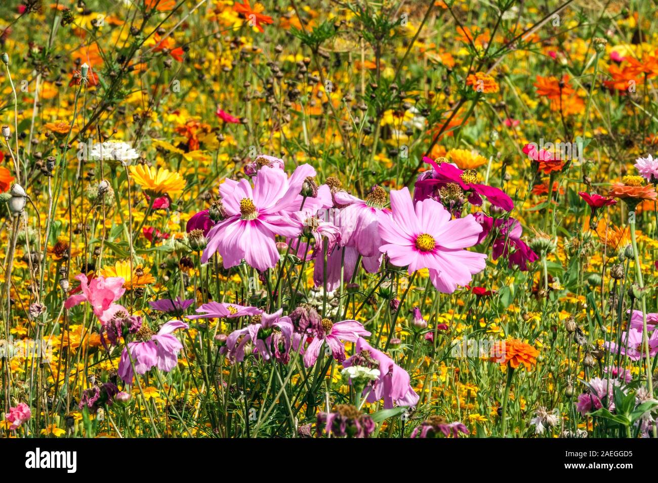 Colorful flowers growing concept annuals plant Stock Photo Alamy
