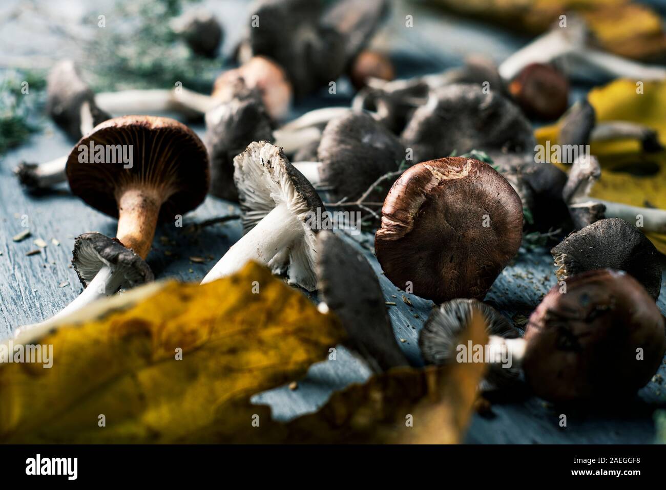 closeup of some spanish edible mushrooms, such as yellow knights, grey knights and saffron milk-caps, and some dry leaves and twigs of different fores Stock Photo