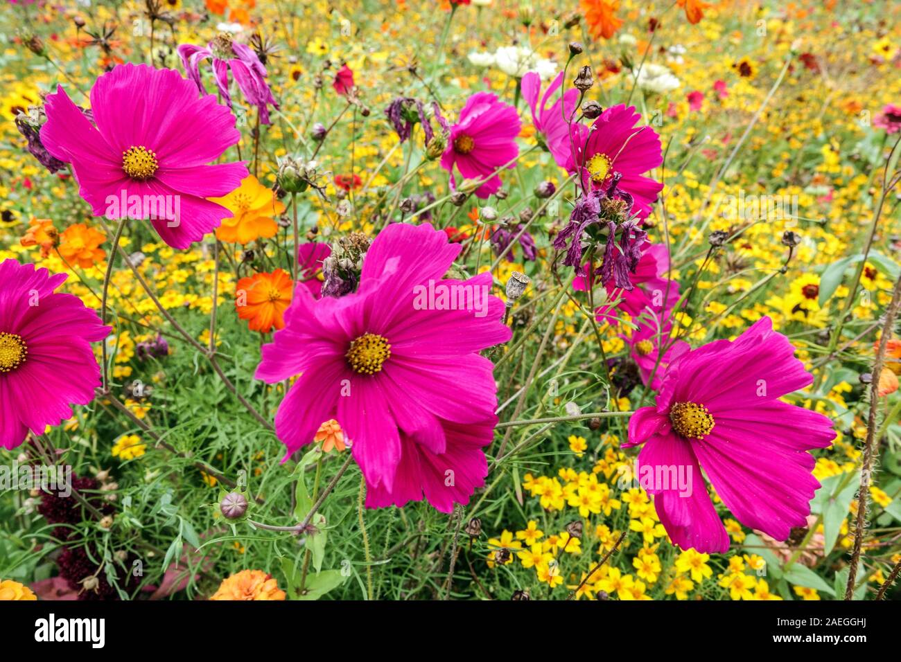 Plant growing towards light Stock Photo