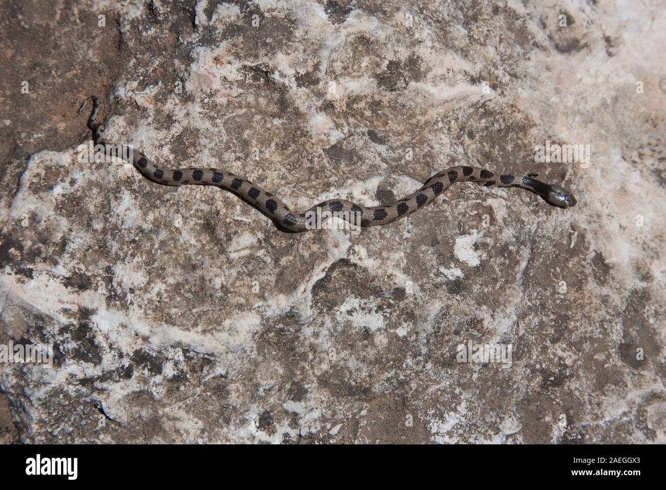 The European cat snake (Telescopus fallax), (Subspecies Telescopus fallax syriacus) also known as the Soosan snake, is a venomous colubrid snake endem Stock Photo
